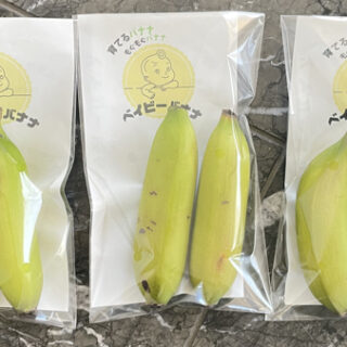 豊橋市から国産・栽培期間中農薬不使用バナナ　育てる「ベイビーバナナ」販売開始　アスラン
